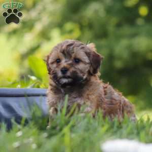 Teddy, Yorkie Poo Puppy